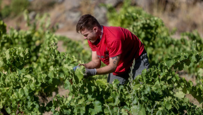 Un trabajador recogiendo uvas.