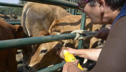 Ganadera realizando un tratamiento a una de sus vacas en Ourense
Rosa Veiga / Europa Press
19/8/2026