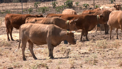 Vacas con collares de vallado virtual.
REMITIDA / HANDOUT por DIPUTACIÓN DE GUADALAJARA
Fotografía remitida a medios de comunicación exclusivamente para ilustrar la noticia a la que hace referencia la imagen, y citando la procedencia de la imagen en la firma
25/8/2026