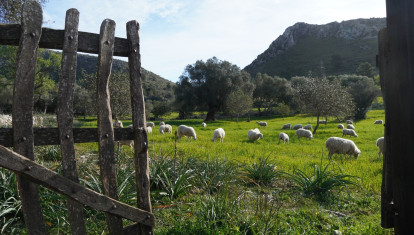Baleares tendrá nueva ley agraria, una de las normas estrella de la legislatura

REMITIDA / HANDOUT por CAIB
Fotografía remitida a medios de comunicación exclusivamente para ilustrar la noticia a la que hace referencia la imagen, y citando la procedencia de la imagen en la firma
31/5/2024