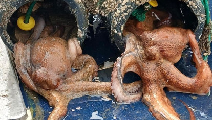 Pulpo decomisado por Guardacostas de Galicia

REMITIDA / HANDOUT por GARDACOSTAS DE GALICIA
Fotografía remitida a medios de comunicación exclusivamente para ilustrar la noticia a la que hace referencia la imagen, y citando la procedencia de la imagen en la firma
27/9/2026