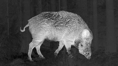 Un jabalí visto con un visor térmico