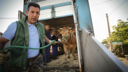 Un ganadero saca vacas de un camión