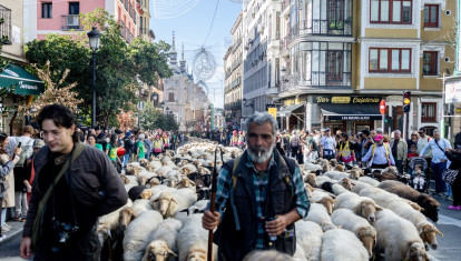 Rebaños de ovejas atraviesan el centro de Madrid durante la 33ª edición de la Fiesta del Pastor y de la Trashumancia