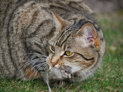 Un gato caza un pájaro