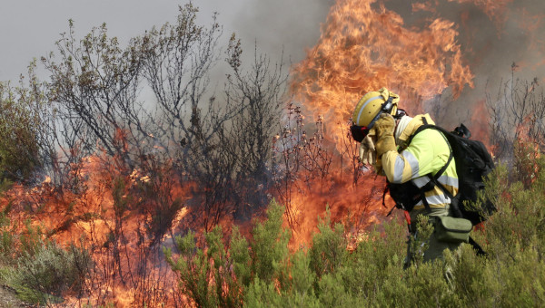 Un brigadista ante una lengua de fuego procedente del Incendio forestal que afecta a Puercas (Zamora)