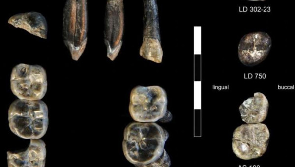 Los 13 dientes fósiles recolectados