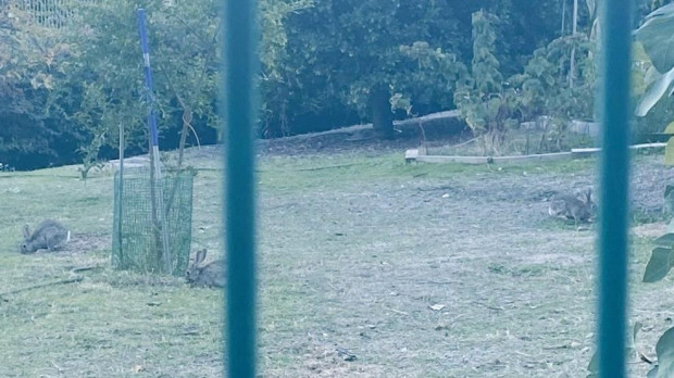 Conejos en un parque de Carabanchel Alto