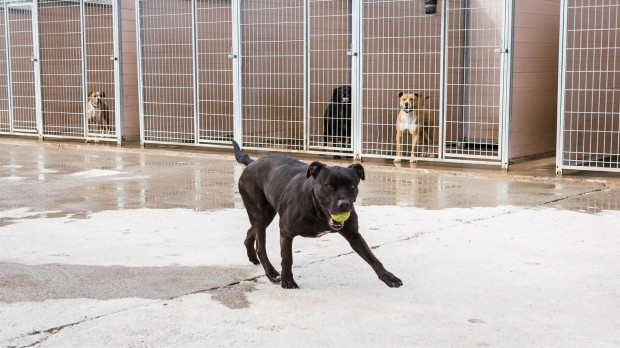 La DPZ dio en adopción a 207 mascotas a lo largo de 2021