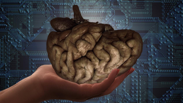 La Universidad de Santiago descubre una nueva zona del cerebro