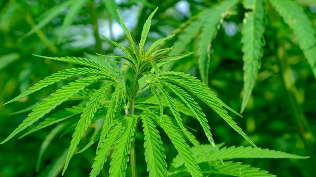 Imagen de una planta de cannabis