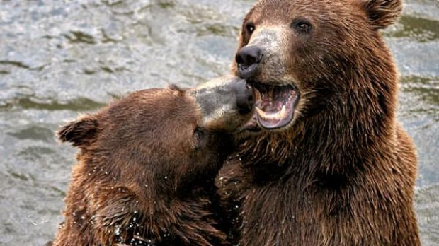 Los osos pardos estaban casi extintos en los Pirineos hasta que el programa introdujo nuevos animales en la región desde Eslovenia en 1996