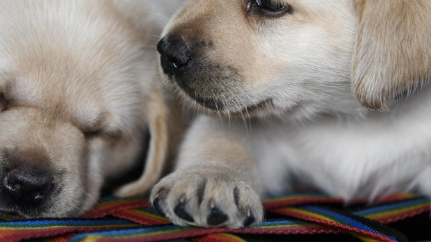 El principal objetivo de estos kits de ADN es tener clara la raza del perro