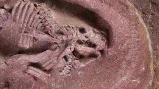 Un fósil de embrión de dinosaurio con pico de pato