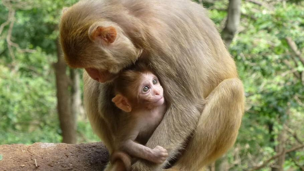 En España se han registrado ocho casos de la viruela del mono