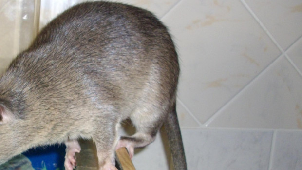 Rata de Gambia