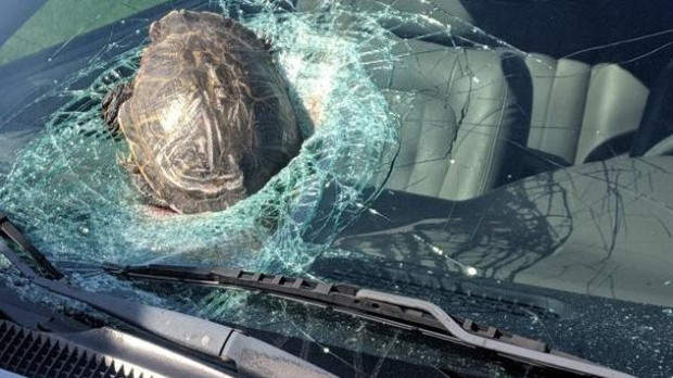 La tortuga tras impactar contra el parabrisas