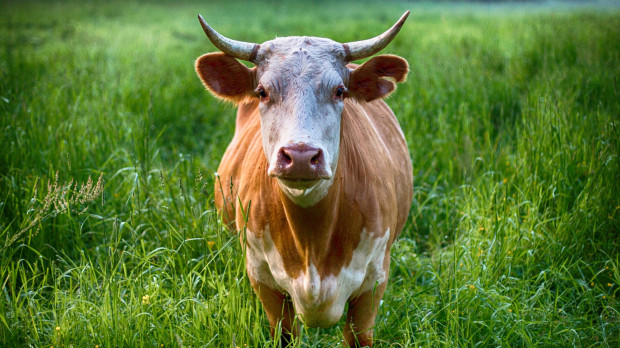 Nueva Zelanda tiene 10 millones de vacas