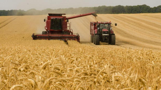 Campos de trigo