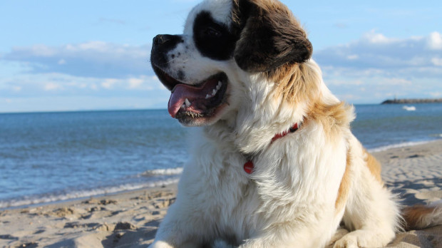 Los perros grandes, de pelo abundante y originarios de climas fríos no soportan bien el calor