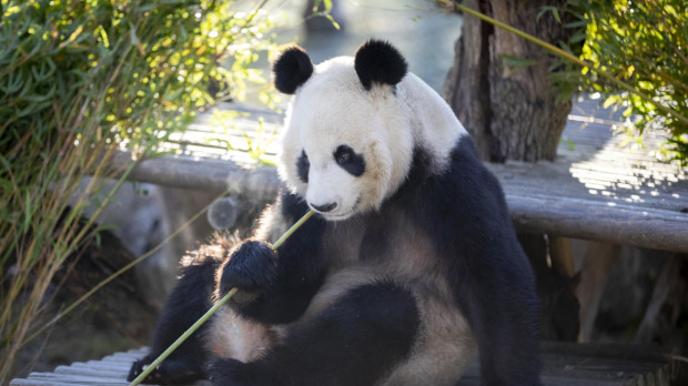 Oso panda en el Zoo Aquarium de Madrid