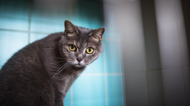 Los gatos pueden distinguir cuando su dueño habla en un tono dirigido al gato en comparación con un tono dirigido al adulto.