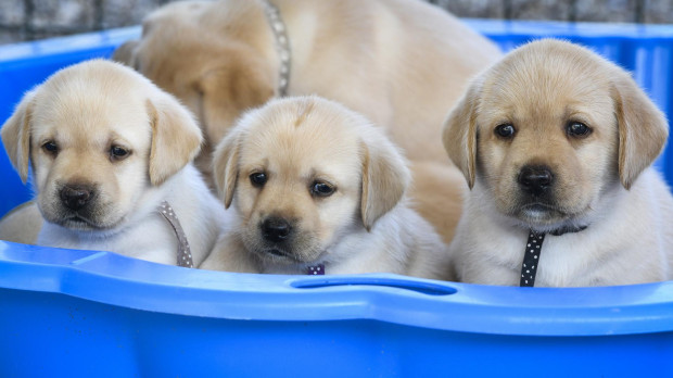 Labradores