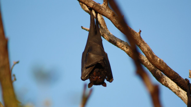 Un murciélago cuelga de una rama