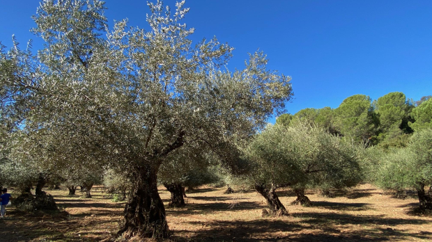 El sector del olivar está acusando una importante bajada del rendimiento como consecuencia de la sequía persistente que viene padeciendo el campo.