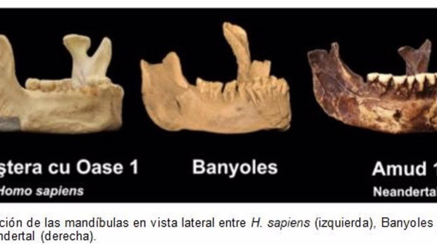 Investigadores españoles prueban la existencia de una especie humana distinta de los neandertales en Europa SOCIEDAD ESPAÑA EUROPA MADRID SALUD HM HOSPITALES