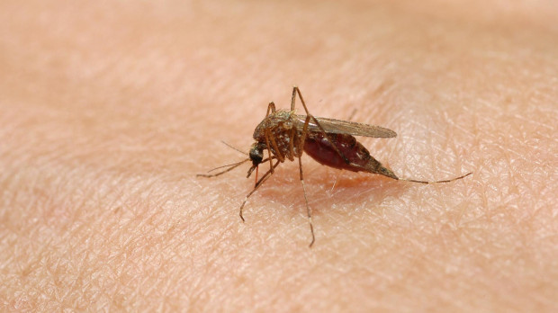 Los principales vectores de la enfermedad son los mosquitos Aedes aegypti y, en menor medida, Ae albopictus