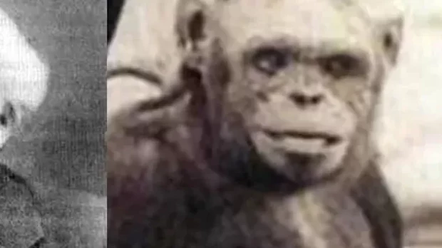 A la izquierda Ivanov, a la derecha Oliver el chimpancé casi humano