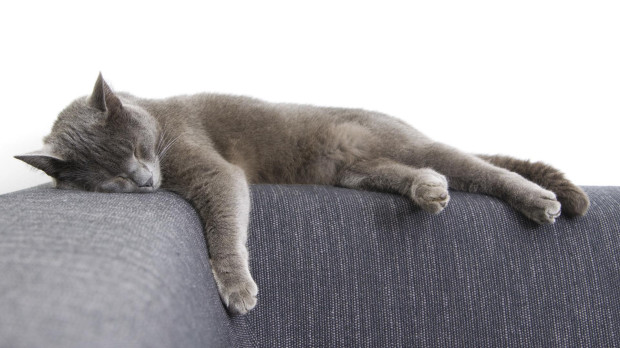gato
