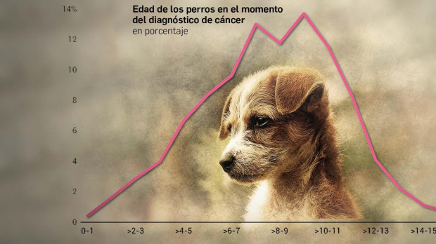 La edad media del diagnóstico de cáncer entre los perros es de 8,8 años, según ha desvelado un estudio