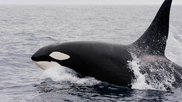 Las orcas han ocasionado incidentes con embarcaciones en aguas españolas desde 2020