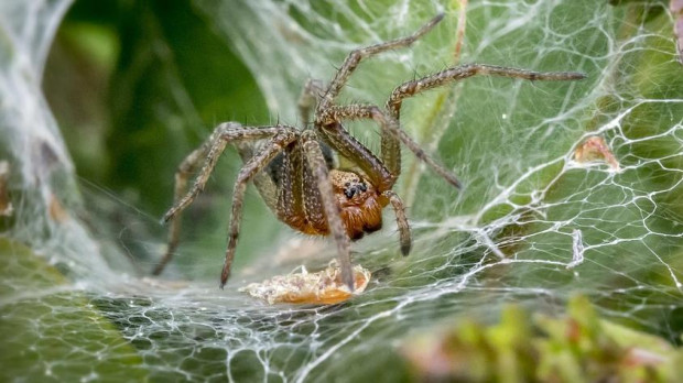 Araña