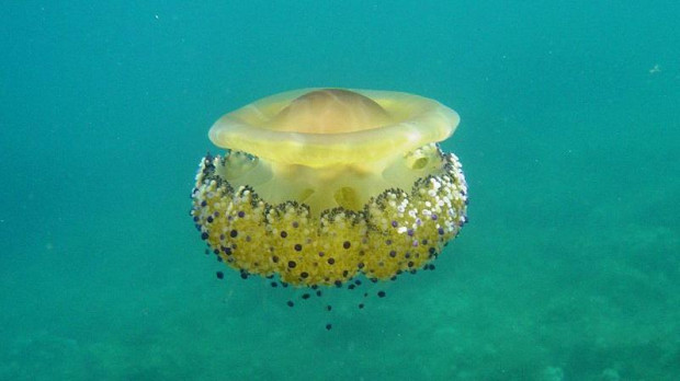Imagen de la llamada medusa huevo frito