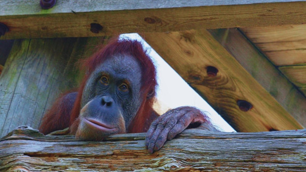 Se desconoce cuántas veces necesitan los orangutanes adultos observar un comportamiento concreto para aprender a dominarlo