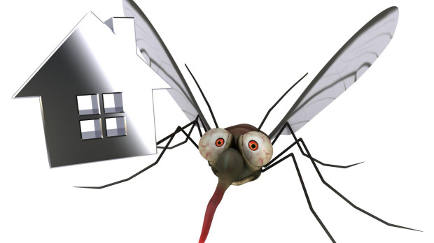 Mosquito