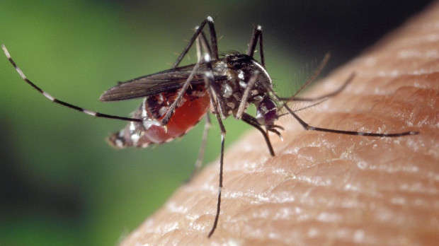 Virus de la Fiebre del Nilo