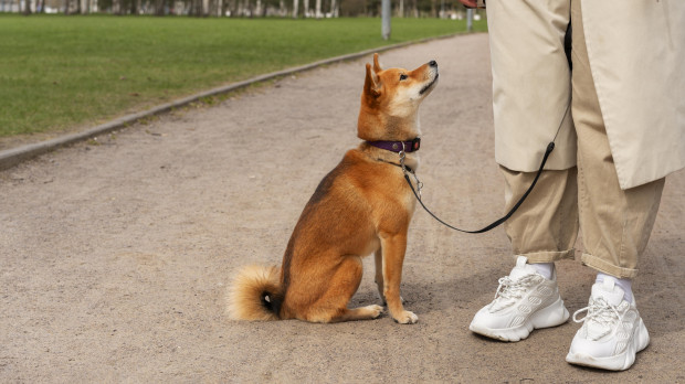 perro