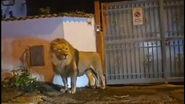León encontrado en Roma