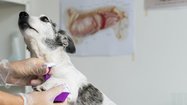 Un veterinario realiza un chequeo a un perro