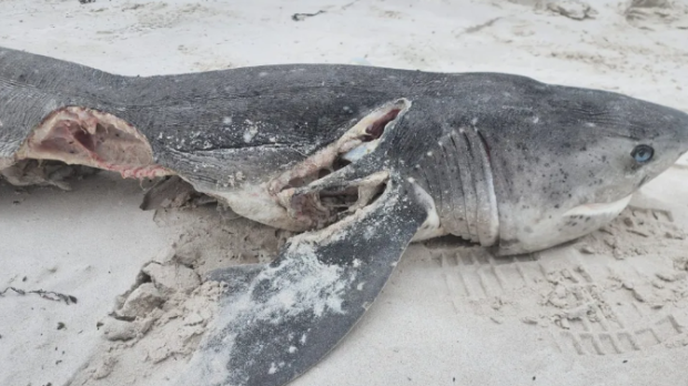 Tiburón supuestamente depredado por una orca en Sudáfrica