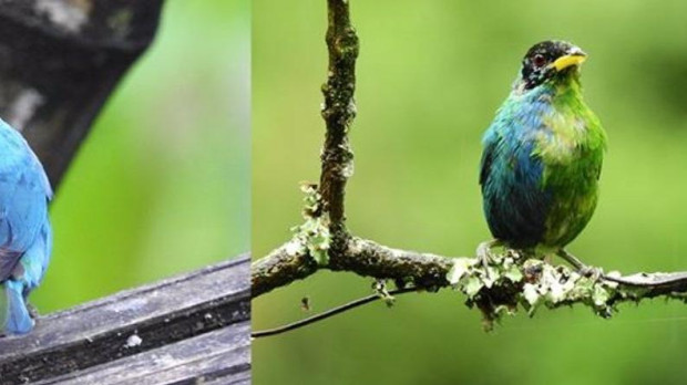 Mielero verde ginandromorfo bilateral cerca de Manizales (Colombia), en mayo de 2022