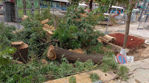 Tala de árboles en Madrid