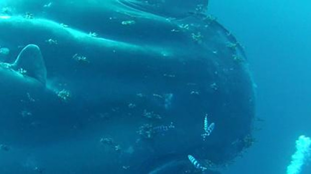 Pez luna gigante, nombre coloquial de Mola alexandrini