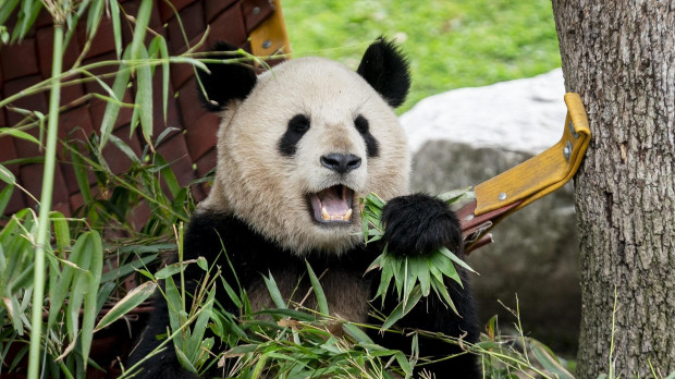 Un panda durante un acto institucional sobre el programa de conservación del panda gigante, en el Zoo Aquarium de Madrid, a 22 de febrero de 2024, en Madrid (España). El ministro de Asuntos Exteriores chino anunció el pasado 19 de febrero el regreso de la pareja de pandas del Zoo, Hua Zui Ba y Bing Xing, a su país. Los ejemplares, que llegaron cedidos a España en 2007 y cumplen 21 y 23 años respectivamente, volverán a la reserva natural de Sichuan para jubilarse. Sin embargo, el ministro se comprometió al envío de dos pandas más jóvenes a España cuando sea posible. 22 FEBRERO 2024;ZOO;PANDA;ANIMALES;FAUNA;ZOOLÓGICO; A. Pérez Meca / Europa Press 22/2/2024