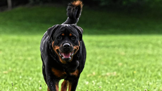Perro rottweiler
