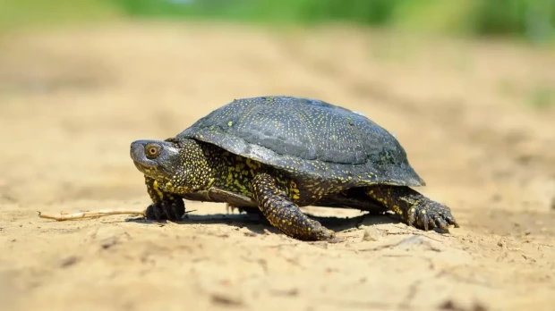 Galápago europeo